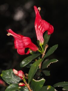 Classificação Ciêntifica Reino: Plantae Divisão: Magnoliophyta Classe: Magnoliopsida Ordem: Lamiales Família: Acanthaceae Subfamília: Acanthoideae Género: Graptophyllum