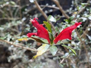 Graptophyllum Gênero de Planta