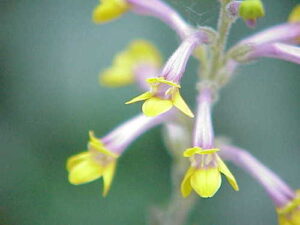 Gymnostachyum, se enquadra como um gênero de família botânica da Acanthaceae, natural da Índia e Malásia. Essa consideração é baseada no Sistema APG II.