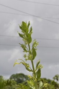 Harpochilus, se enquadra como um gênero de família botânica da Acanthaceae. Essa consideração é baseada no Sistema APG II.