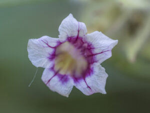 Hemigraphis, se enquadra como um gênero de família botânica da Acanthaceae, natural da Ásia e Nova Caledônia. Essa consideração é baseada no Sistema APG II.