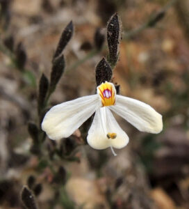 Henrya, se enquadra como um gênero de família botânica da Acanthaceae. Essa consideração é baseada no Sistema APG II.