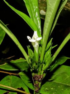 Classificação CiêntificaReino: Plantae Divisão: Magnoliophyta Classe: Magnoliopsida Ordem: Lamiales Família: Acanthaceae Género: Herpetacanthus 