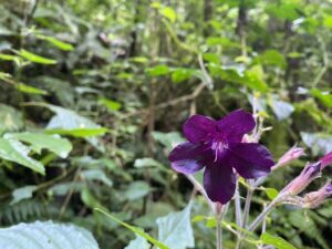 Heteradelphia, se enquadra como um gênero de família botânica da Acanthaceae, natural da África. Essa consideração é baseada no Sistema APG II.