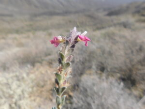 Holographis, se enquadra como um gênero de família botânica da Acanthaceae, encontrado na região árida do México. Essa consideração é baseada no Sistema APG II.