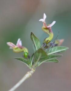 Nome: Isótipo de Holographis Parayana Miranda (família ACANTHACEAE)Localidade: Chiapas, Tuxtla Gutiérrez, Arriba Chacona, San Fernando. País: México 