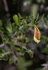 Nome: Isótipo de Holographis Pueblensis TF Daniel (família ACANTHACEAE)Localidade: Coletado nas proximidades de San Luis Tultitlanapa, Puebla, perto de Oaxaca País: México 