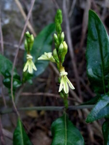 Nome: Isótipo de Holographis Tamaulipica Daniel, TF 1983 (família ACANTHACEAE)Localidade: Tamaulipas. Proximidades de Vitória. País: México 