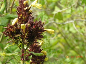 Hoverdenia, se enquadra como um gênero de família botânica da Acanthaceae. Essa consideração é baseada no Sistema APG II.