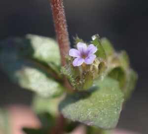 A planta Hygrophila Abyssinica é uma erva anual ou perene de vida curta, às vezes viscosa, que cheira a hortelã quando esmagada; caules suberetos, ascendentes ou procumbentes, até 50(–75) cm de comprimento, arredondados a quadrangulares, glabros a puberulosos. Folhas estreitamente ovais a ovais ou estreitamente elípticas a elípticas, maiores (0,8–)1,2–5,5(–8)≈0,4–1,6(–2) cm, ápice arredondado a agudo (raramente acuminado), base atenuada a cuneada, margem inteira a crenado-dentado com grandes dentes triangulares, glabros a puberulosos. Inflorescência espiciforme a paniculada, interrompida basalmente, confluente apicalmente, até 30 cm de comprimento; eixos finamente puberulosos, também com glândulas capitadas e pêlos mais longos; flores em cimeiras de 1 a 12 flores, estas sésseis ou com pedúnculo de até 5 mm de comprimento; brácteas de até 1 cm de comprimento, glabras a puberulosas, ± glândulas capitadas e com cerdas brancas mais longas nas bordas; pedicelos de até 1 mm de comprimento. Cálice finamente puberuloso, também com glândulas capitadas e com pêlos mais longos nas bordas, com 3–7 mm de comprimento, dos quais fundiram a parte basal ± 1 mm; lobos todos linear-lanceolados ou dorsais ligeiramente mais largos e oblanceolados, todos do mesmo comprimento ou dorsais até 1 mm mais longos. Corola subactinomórfica, lilás claro ou azul claro a azul profundo ou arroxeado com garganta branca ou amarela (raramente branco puro), sem manchas laranja, sem pêlos longos e rígidos e sem “espinhas de arenque”, finamente puberuloso e ocasionalmente com glândulas capitadas, 4– 8(–10) mm de comprimento, dos quais os lobos elípticos têm 1–3 mm; tubo linear com constrição cerca de 1/3 acima da base e ligeiramente alargado para cima; estames 4, didinâmicos, inseridos logo acima da constrição, incluídos no tubo; filamentos com 0,5–1 mm de comprimento, glabros; anteras com 0,5–1 mm de comprimento. Estilete ± 1 mm de comprimento, peludo, ambos os lobos estigmáticos igualmente desenvolvidos, achatados. Cápsula finamente puberulosa, ± algumas glândulas próximas ao ápice, 4–7 mm de comprimento, com 8–10 sementes por lóculo. Semente ± 0,5 mm de comprimento.