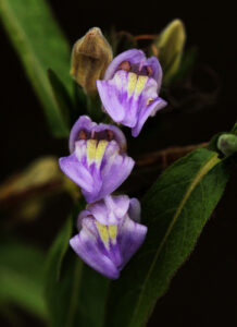 Classificação Ciêntifica Reino: Plantae Divisão: Magnoliophyta Classe: Magnoliopsida Ordem: Lamiales Família: Acanthaceae Gênero: Hygrophila 