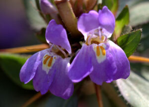 Hygrophila, se enquadra como um gênero de família botânica da Acanthaceae, originárias da Ásia. Essa consideração é baseada no Sistema APG II.