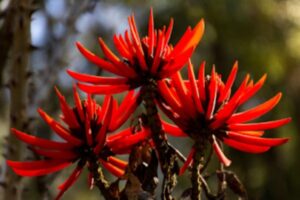 A Erythrina mulungu é uma árvore de médio porte.