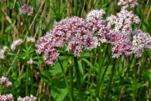 A Valeriana officinalis, conhecida popularmente como Valeriana, é uma planta medicinal amplamente utilizada por suas propriedades calmantes e sedativas. 