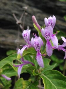 A planta Hypoestes Aristata tem um pequeno arbusto pubescente, com 8–30 pol. de altura. Folhas 1–2 por 1/2–1 pol., ovais, estreitadas em ambas as extremidades; pecíolo com 0–2/3 pol. de comprimento. Cabeças globosas, axilares, distantes, de numerosas espiguetas de uma flor, freqüentemente com folhas pecioladas reduzidas de 1/3 pol. de comprimento; cabeças superiores não formando inflorescências lineares ou oblongas. Spike-lets com 4 brácteas livres; 2 externos opostos, 1/5 pol. de comprimento, oblongos, com uma cauda escabrosa subulada de 1/5 pol. brácteas internas (bractéolas) laterais, 1/6–1/5 pol. de comprimento, oblongas. Sépalas quase livres. Corolla 2/3 pol. de comprimento total. Filamentos e estilete quase glabros. Cápsula de 1/2 pol. de comprimento, glabra; sementes 4, lisas.