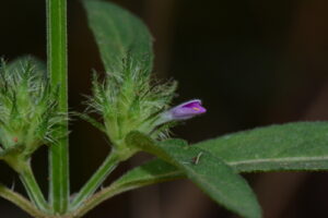 Nome: Arquivado como Hypoestes Cancellata Nees (família ACANTHACEAE)Localidade: Bintumani. Subida de Bintimani no lado E País: Serra Leoa 