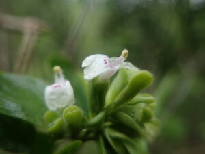 Nome: Holótipo de Hypoestes Cochlearia Benoist (família ACANTHACEAE)Localidade: Oeste: bacia de Mangoko País: Madagáscar