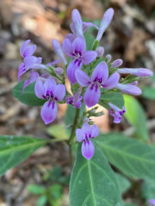 Nome: Tipo de Hypoestes Diclipteroides Nees (família ACANTHACEAE)Localidade: Madagáscar País: Madagáscar 