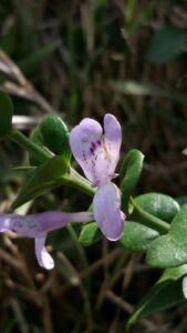 Nome: Tipo de Hypoestes Maculosa Nees (família ACANTHACEAE)Localidade: Madagáscar País: Madagáscar