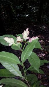 Nome: Isótipo de Hypoestes Multispicata Benoist (família ACANTHACEAE) Localidade: Madagáscar País: Madagáscar 