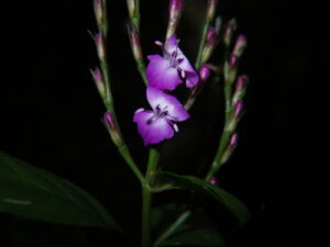 Nome: Holótipo de Hypoestes Viguieri Benoist (família ACANTHACEAE)Localidade: Província d'Andovoranto, distrito de Moramanga, floresta d'Analamazaotra: vallons úmidos vers 900 m. d'alt. País: Madagáscar 