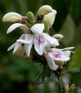 Nome: Justicia Adhatodoides (Nees) VAWGraham (família ACANTHACEAE)Localidade: Pondoland, Rio São João País: África do Sul 