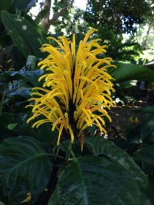 Nome: Arquivado como Justicia Aurea Schltdl. (família ACANTHACEAE)Localidade: Mun. Chilanga, Ctón. Joya del Matazano, Crio. Los Cimientos, ANP Cerro Cacahuatique, Sendero El Cutal País: Salvador 