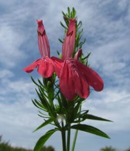 Nome: Justicia Carthaginensis Jacq. (família ACANTHACEAE)Localidade: Golfo de Fonseca