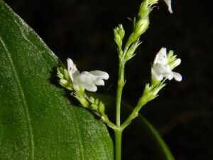 Nome: Justicia Comata Lam. (família ACANTHACEAE)Localidade: Jamaica País: Jamaica