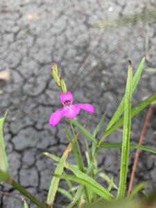 Nome: Parátipo de Justicia Cooleyi Monach. & Leonard (família ACANTHACEAE)Localidade: Flórida: (Condado de Hernando). Rede rica. Brooksville País: Estados Unidos