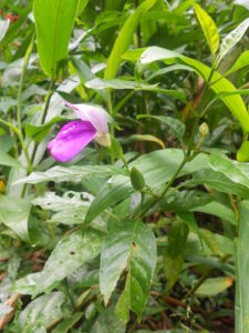 Nome: Justicia Cydoniifolia (Nees) Lindau (família ACANTHACEAE)País: Brasil 