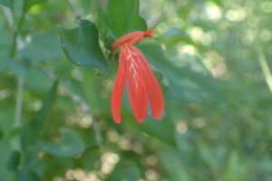 Justicia, se enquadra como um gênero de família botânica da Acanthaceae. Essa consideração é baseada no Sistema APG II.