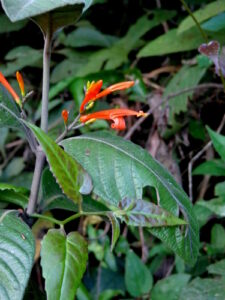 Nome: Parátipo de Justicia Leonardii N. De Marco & T. Ruiz (família ACANTHACEAE)Localidade: Província: Salta, Orán País: Argentina 