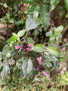 Nome: Arquivado como Justicia Mirabiloides Lam. (família ACANTHACEAE)Localidade: Quebradilhas País: Porto Rico 