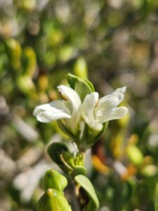 A planta Justicia Orchioides é um Arbusto lenhoso, 0,14-0,60 m de altura. Caules grossos, nodosos, podem tornar-se espinhosos, glabros, pubescentes ou com longos pêlos branco-opacos. Casca cinzenta, rachada e enrugada; ramos jovens subherbáceos. Folhas glabras, pubescentes ou com alguns pêlos longos branco-opacos, ovais a lanceoladas, 3,5-13,0 x 1,5-7,0 mm, ápice agudo a obtuso, base cuneada, sésseis, coriáceas, nervura central proeminente, mas nervuras laterais não visíveis. Inflorescência de cimeiras dispersas, cada uma reduzida a uma única flor axilar pedunculada. Pedúnculo e pedicelo robustos, com 1 a 10 mm de comprimento. Bráctea ausente. Bractéolas 2, glabras, pubescentes ou com cerdas longas, branco-opacas, triangulares, de 1 a 2 mm de comprimento, unidas na base através do pedúnculo. Cálice glabro, pubescente ou com longas cerdas branco-opacas na superfície interna. Corolla com 7 a 10 mm de comprimento, branca com manchas marrons. Pólen 2-colporado, 30-49 urnas de comprimento, sexina com margocolpo inteiro. Cápsula 1 sem sementes, clavada, glabra, dura, até 17 mm de comprimento.