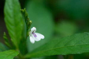 Nome: Justicia Ovata var. lanceolata Chapm. RW Long (família ACANTHACEAE)Localidade: Floresta Nacional de Conecuh. Trilha para o rio Conecuh no lado NE da Harts Bridge Road, 6,3 km aéreos ao N de Roma País: Estados Unidos