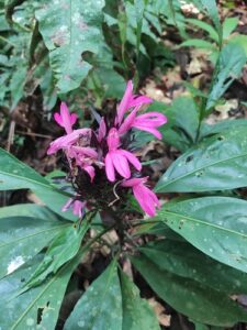 Nome: Justicia Plumbaginifolia Jacq. (família ACANTHACEAE)Localidade: Brasília País: Brasil 