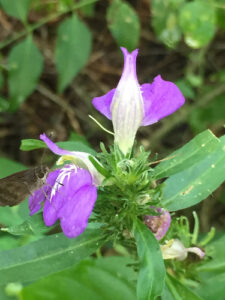 Nome: Tipo de Justicia Runyonii Small (família ACANTHACEAE)Localidade: Texas; Cameron Co.; Perto de Brownsville País: Estados Unidos 