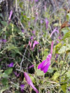 Nome: Isótipo de Justicia Sonorae Wassh. (família ACANTHACEAE)Localidade: Sonora. 27,2 milhas ao sul-sudeste de Magdalena, Palm Canyon em Cerro de Plata (Serra Babiso) País: México