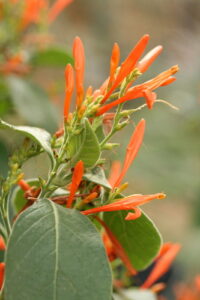 Nome: Isossitipo de Justicia Spicigera Schlecht. (família ACANTHACEAE)Localidade: Fazenda La Laguna País: México 