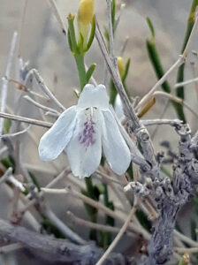 Nome: Isótipo de Justicia Warningockii BL Turner (família ACANTHACEAE)Localidade: Texas: Brewster Co.: Blass Mountains, encosta de calcário um terço acima do Old Blue País: Estados Unidos 