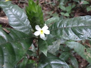 A planta Lankesteria Brevior é uma erva que tem flores de um branco puro com garganta amarela, tubo da corola geralmente consideravelmente mais curto e brácteas menores, pubescentes e muitas vezes ficando tingidas de bronze quando velhas.