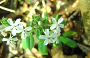 Lankesteria, se enquadra como um gênero de família botânica da Acanthaceae. Essa consideração é baseada no Sistema APG II.