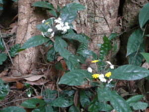 A planta Lankesteria Hispida é uma erva Subarbusto pubescente de 1-2 pés de altura (às vezes decumbente) na vegetação rasteira da floresta, com flores tubulares delgadas de 1 1/4 pol. de comprimento, amarelo-limão ou branco puro, mas ficando amarelo, em cabeças densas.