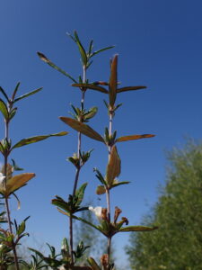 Classificação Ciêntifica Reino: Plantae Divisão: Magnoliophyta Classe: Magnoliopsida Ordem: Lamiales Família: Acanthaceae Gênero: Lasiocladus