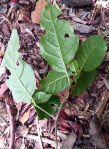 Classificação Ciêntifica Reino: Plantae Divisão: Magnoliophyta Classe: Magnoliopsida Ordem: Lamiales Família: Acanthaceae Gênero: Leandriella