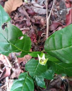 Leandriella, se enquadra como um gênero de família botânica da Acanthaceae. Essa consideração é baseada no Sistema APG II.