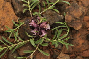 Classificação Ciêntifica Reino: Plantae Divisão: Magnoliophyta Classe: Magnoliopsida Ordem: Lamiales Família: Acanthaceae Gênero: Lepidagathis