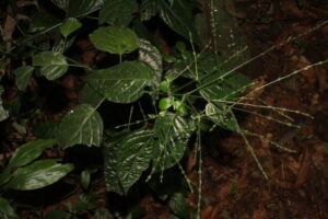 Leptostachya, se enquadra como um gênero de família botânica da Acanthaceae. Essa consideração é baseada no Sistema APG II.